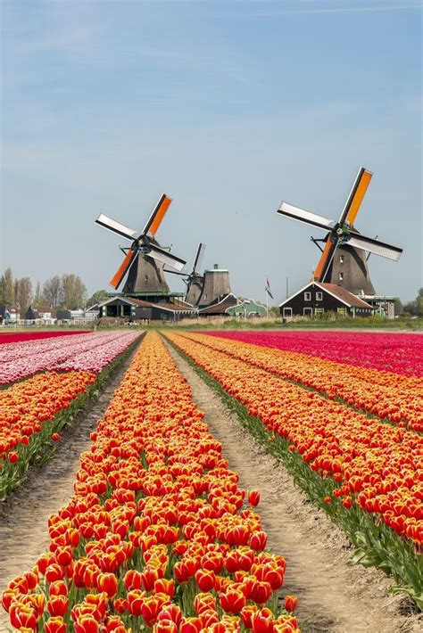 best places to see tulips in netherlands|Best Place to see Tulips in the Netherlands Without Tourists.